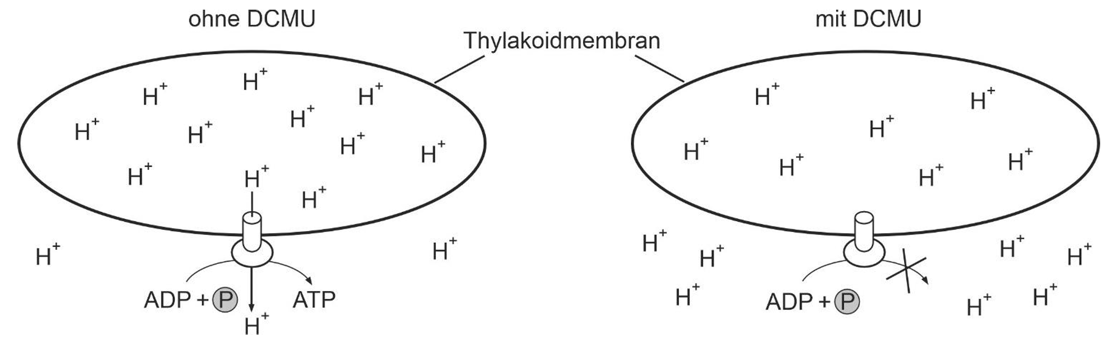 Schematische Darstellung Thylakoidmembran mit Protonen und ATP-Synthase; links ohne DCMU, rechts mit DCMU blockiert